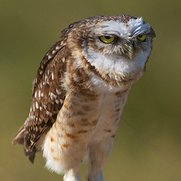 Spergilkal's Avatar