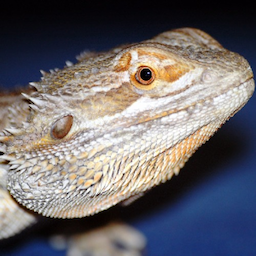 Lizard.-'s Avatar