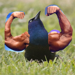 Tiqu.'s Avatar