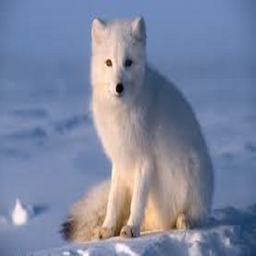 Dwai.'s Avatar