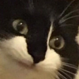 Pink_Haribro's Avatar
