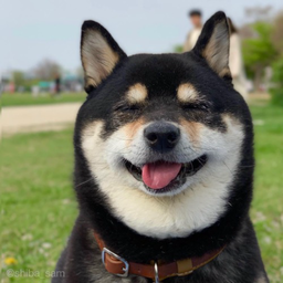 Chaizi.ERF's Avatar