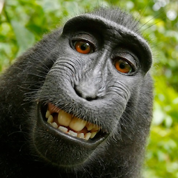 ZoomyB's Avatar