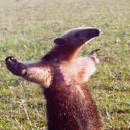 SmallerAnteater's Avatar