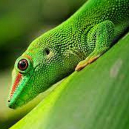 LankyLizard's Avatar