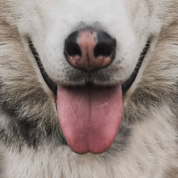 dogtongue's Avatar