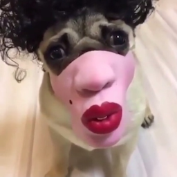 ShrekMongoloid's Avatar