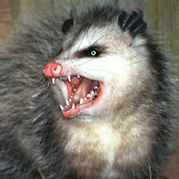 pokethepossum's Avatar