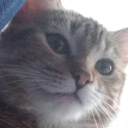 Sinartro's Avatar