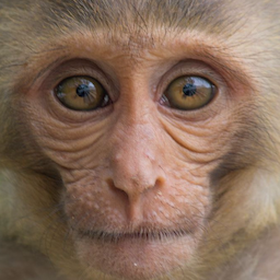 MYSTERIOUSMONKY's Avatar