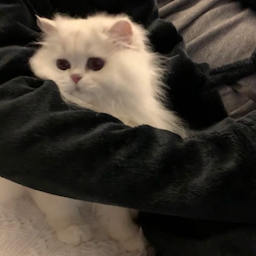 Shizuka.cat's Avatar