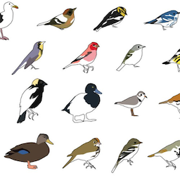 Birds.-'s Avatar