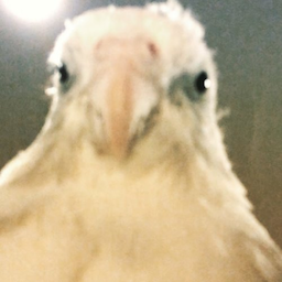 jauy.'s Avatar