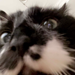 strawbesaur's Avatar