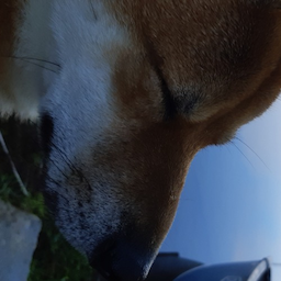 Poloriooo's Avatar