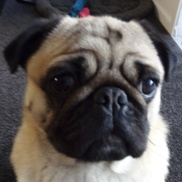 Pug-Pug's Avatar