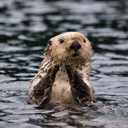 Otter.Otter's Avatar