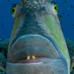 Fallen.Fish's Avatar