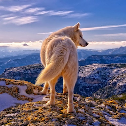 Siberian.-'s Avatar
