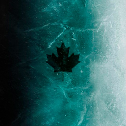 ZYR_Non-chief's Avatar