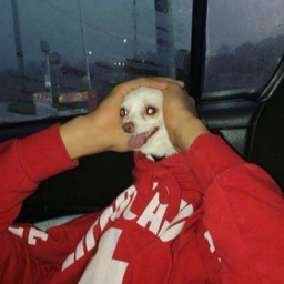 Dogewyn's Avatar