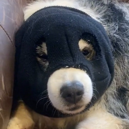Lextility's Avatar