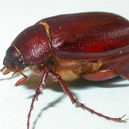 JuneBug.-'s Avatar