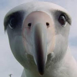 Albatroas's Avatar