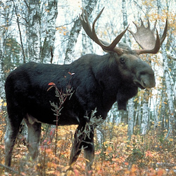 theRealMooseMan's Avatar