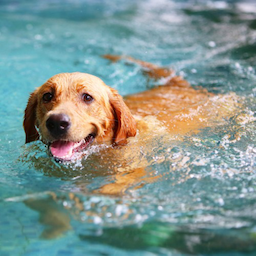 urdogwhater's Avatar