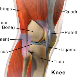 knee's Avatar