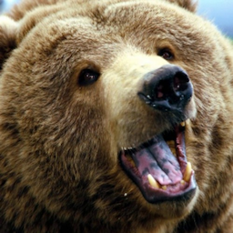 TheBurlyBear's Avatar