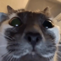 hidebuff.USU's Avatar