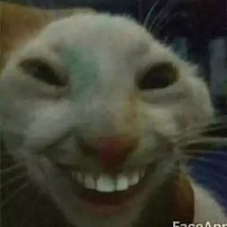 PlayerNORMALZIN's Avatar