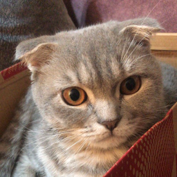 PukiMyCat's Avatar