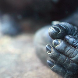 gorilla_finger's Avatar
