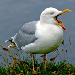 Seagull.-'s Avatar