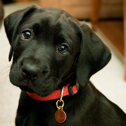 NotBlackDog.-'s Avatar