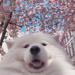 purpleex's Avatar
