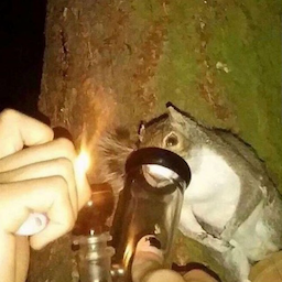 PippyWolo's Avatar