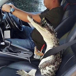 Mr.Gator's Avatar