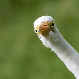 TenjaGN's Avatar
