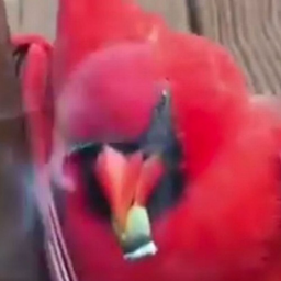 Birdz's Avatar