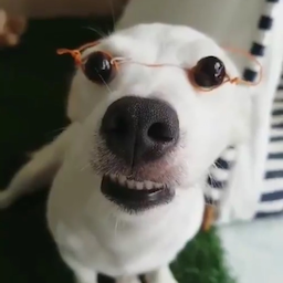 KingNoodle.'s Avatar