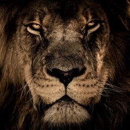 salamanca.'s Avatar