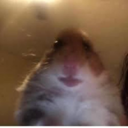 LilFloat_'s Avatar