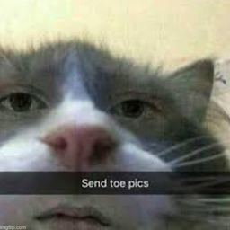 glorptimusprime's Avatar