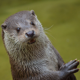 otter-..'s Avatar