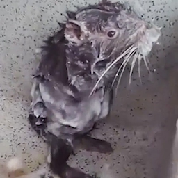 showerrat0431's Avatar