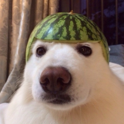 PotatoMeister.-'s Avatar